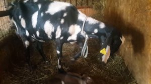 Родила коза. Англо Нубийские процентные козы.