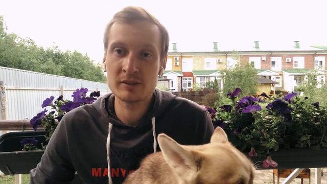 Описание породы Аляскинский Кликай. Мини Хаски. смотреть онлайн