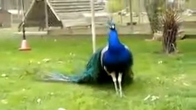 Павлин красивый хвост смотреть онлайн