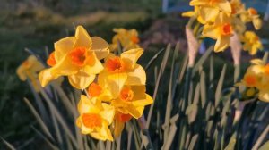 Narcissus Martinette, a fragrant daffodil with intense yellow tepals and bright orange cup