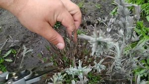 Уход за лавандой