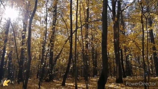 Осень, #осень, #лес остыл и листья сбросил...Autumn, #autumn смотреть онлайн