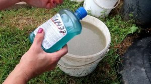 Важная подкормка ГОРТЕНЗИЙ в ИЮЛЕ.