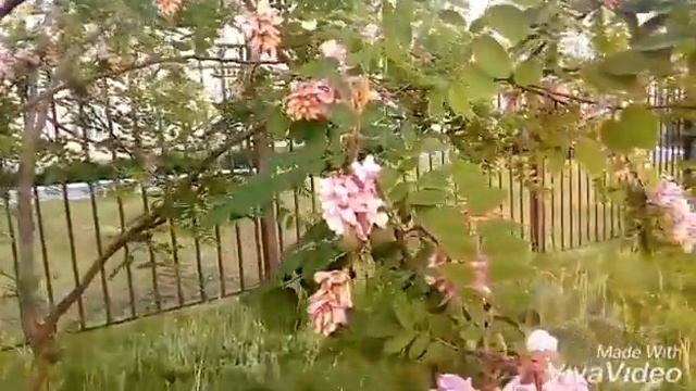 РОЗОВАЯ АКАЦИЯ ? смотреть онлайн