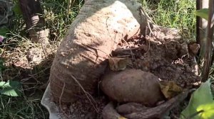 Baobab Tree | Adansonia Bobsai under Training | Kalpavriksha Plant | Baobab Tree In Assam