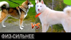 КТО СИЛЬНЕЕ!ЗАПОДНОСИБИРСКАЯ ЛАЙКА ПРОТИВ ВОСТОЧНОСИБИРСКОЙ ЛАЙКИ//БАТЛ СОБАК//(A.B.B)