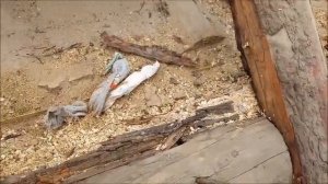 Как поменять верхнее, сгнившее бревно  How to change the top log without dismantlin the roof