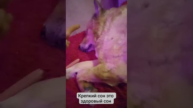 Вот таким должен быть сон