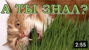 ТРАВА ДЛЯ КОШЕК: сажаем с любовью???