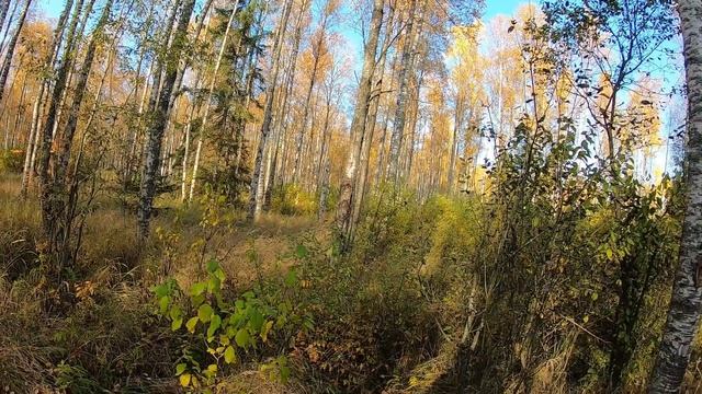 Открытие загонной охоты на лося 2021 смотреть онлайн