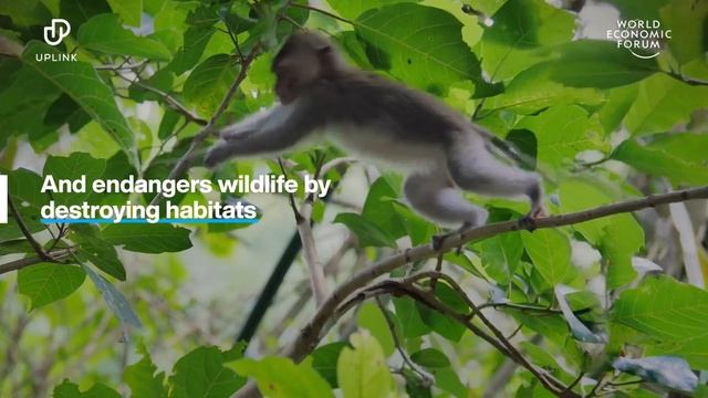 Recycling CO2 and hydrogen into animal feed | UpLink смотреть онлайн