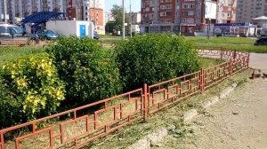 Обрезка пузыреплодника