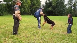 КАВКАЗКАЯ ОВЧАРКА против НЕМЕЦКОЙ ОВЧАРКИ ! КТО СИЛЬНЕЕ ?