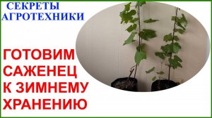 Переводим домашний саженец в состояние зимнего покоя.