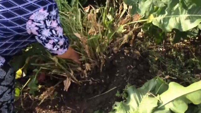 Эксперимент с хреном смотреть онлайн