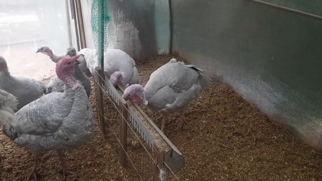 Индюшканаседка-отлично!Но яйц индюшиных тоже хочется! Как поднять индюшку с гнезда?Варианты есть!