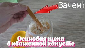 Зачем кладут осиновые веточки ии щепу в квашеную капусту? Кулинарный лайфхак