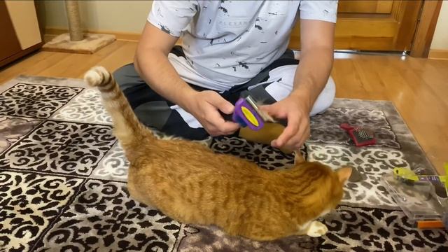 Как мы избавились от шерсти домашних питомцев. Купили крутую щётку смотреть онлайн