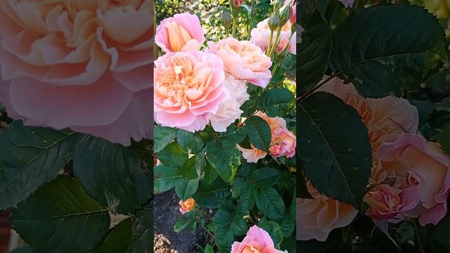 Роза Зе Импрессионист 09.06.23год. смотреть онлайн