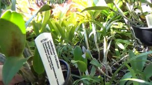 Моя Коллекция Дендробиумов Австралийские Природные гибриды My cold growing Aussie Dendrobium Orchid