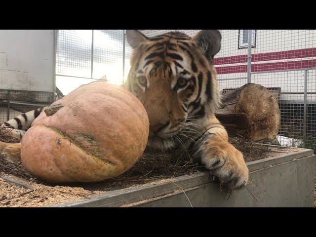 Тигры  Веганы   Tigers  Vegans