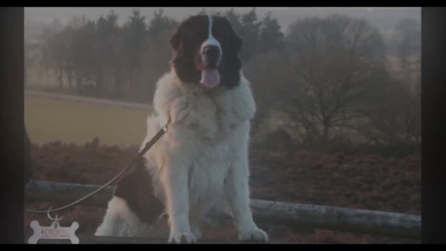 Собаки Гиганты! Аномально большие породы собак! смотреть онлайн