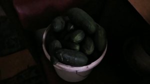 ?Огурцы для зимних салатов и окрошки. Как сохранить огурцы СВЕЖИМИ на зиму