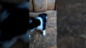 Охота с РЕЛкой в Удмуртии.