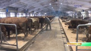 Фермер из Искитимского района построила современный коровник