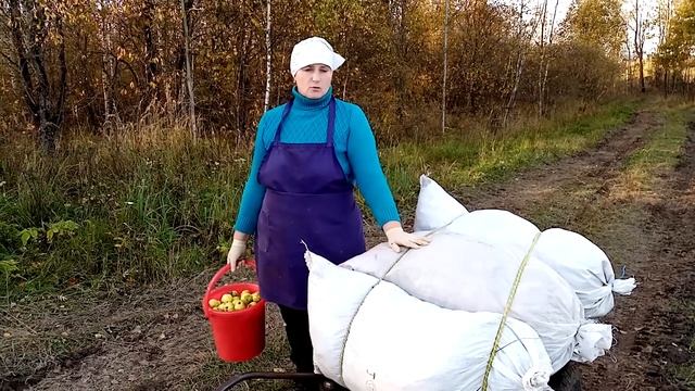 Осенняя листва для кур. Лучшая подстилка для кур. смотреть онлайн