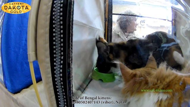 Выставка кошек Харьков 03032018 Общие материалы и события часть 2