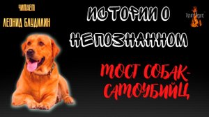 Истории о Непознанном: МОСТ СОБАК САМОУБИЙЦ.