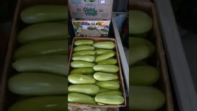 Сборы,кабачок"Арал".