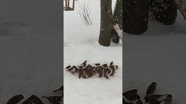 Снегопад. Воробьи не боятся снега. Они нашли еду!