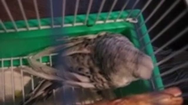 судороги у Тэкиры003 смотреть онлайн