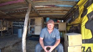 Вьетнамские поросята с чего начать. Советы заводчиков. Кормление, когда случать, здоровье.