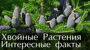 Хвойные растения. Интересные факты