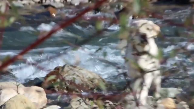 2016_10_19_ПЛАСТУНКА_СОЧИ.mp4 смотреть онлайн