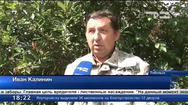 Гусеницы шелкопряда атакуют Тобольск смотреть онлайн