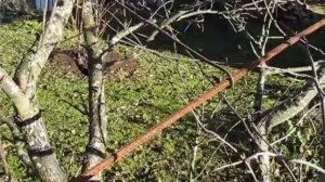 ЧЕМ ОБРАБОТАТЬ ЯБЛОНЮ  Дача  Сад  Садоводство  Огород  Полезные советы