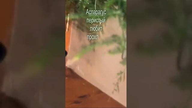 Аспарагус Перистый — Пушистое И Воздушное Растение