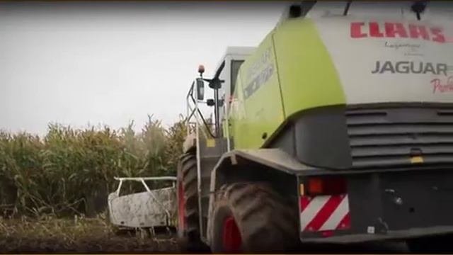 Использование силосной кукурузы
