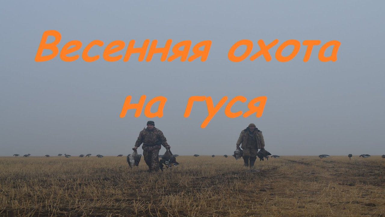 Весенняя охота на гуся