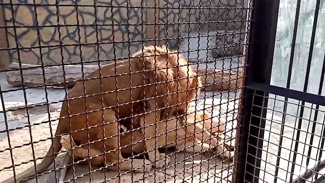 ПАРЕНЬ РЕШИЛ ПОБЕГАТЬ С ЛЬВИЦЕЙ ДИНОЙ. ЛЕВ ВИТЯ ИСПОЛНЯЕТ СВОЙ ДОЛГ смотреть онлайн