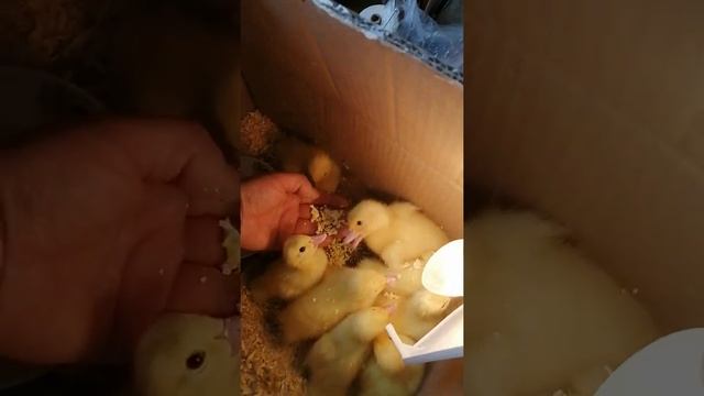 Кормление суточных индоутят. смотреть онлайн