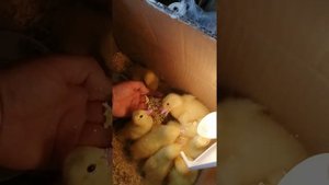 Кормление суточных индоутят.