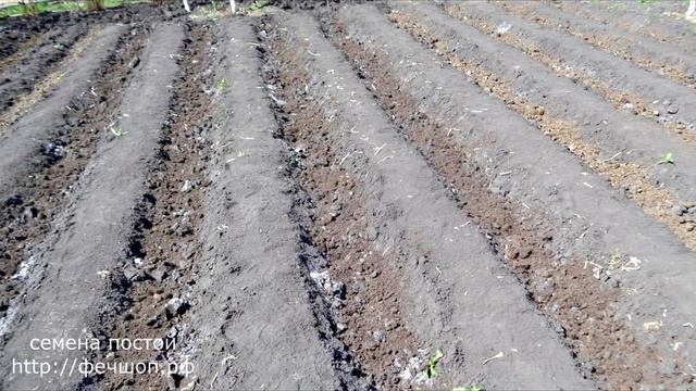 Преимущества выращивания лука китайским способом смотреть онлайн