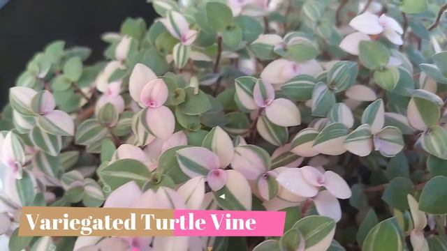 Hanging Plants & Vines