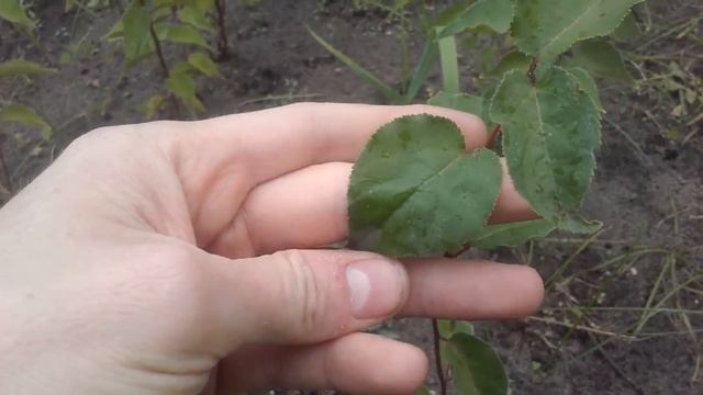 Сеянцы абрикоса и их листья смотреть онлайн