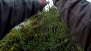 Рыбалка в лен. Области , щука в болоте . поганые топи (разведка)неожиданный результат.